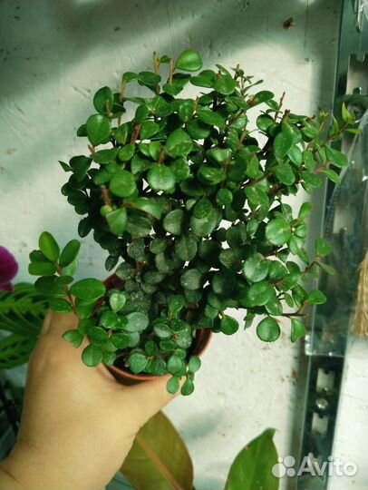 Мирсина африканская или капский мирт