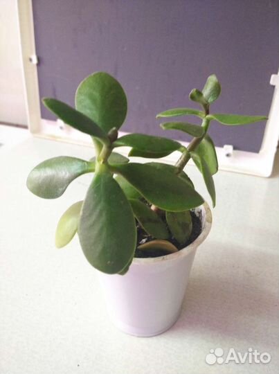 Хризантема летняя, цветущая