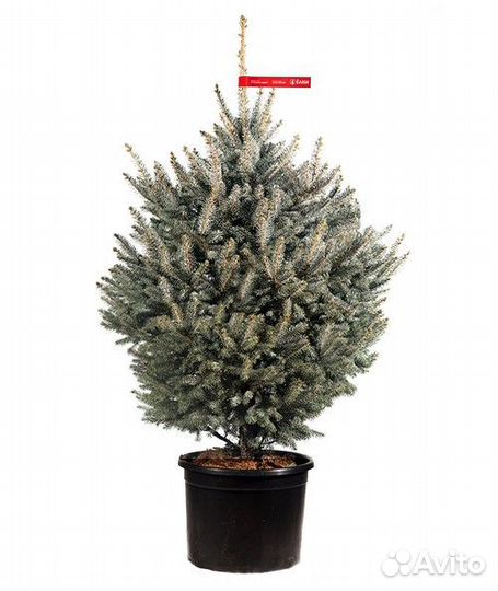 Живая новогодняя елка оптом и в розницу