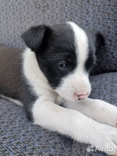 Щенки девочки в добрые руки