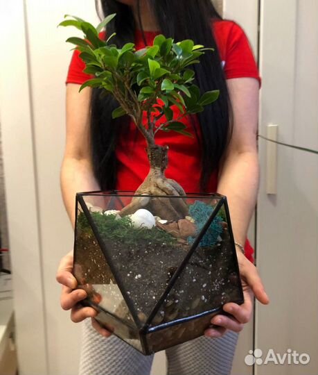 Подарок. Бонсай. Дерево. Комнатное растение. Флора