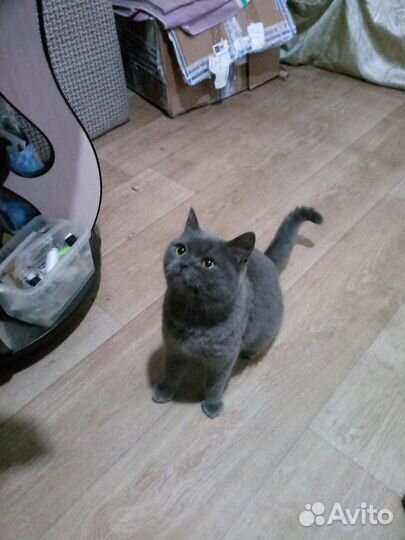 Британская кошка