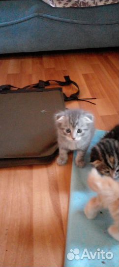 Продам котят