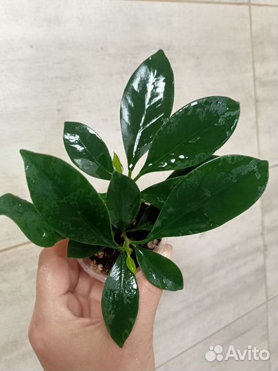 Фикус Микрокарпа