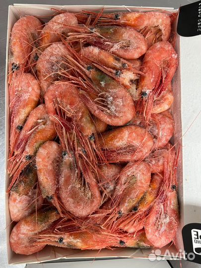 Северная креветка 