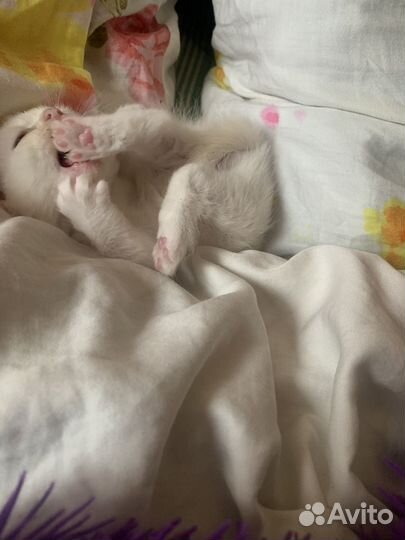 Отдам котенка