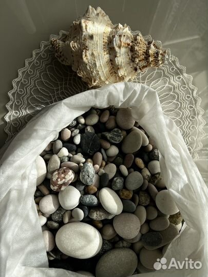 Морские камни, ракушка