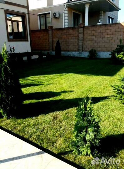 Рулонный газон 