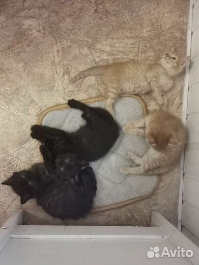 Котята в добрые руки, приучены к лотку