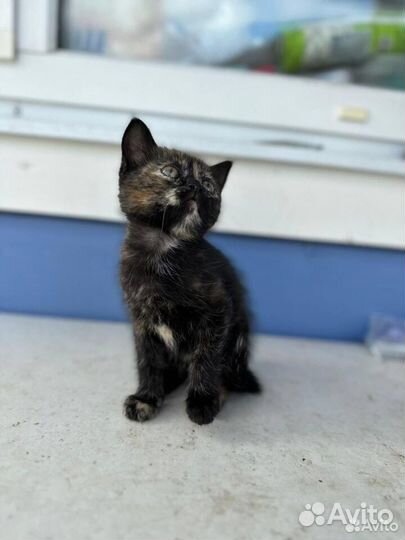 Британские котята