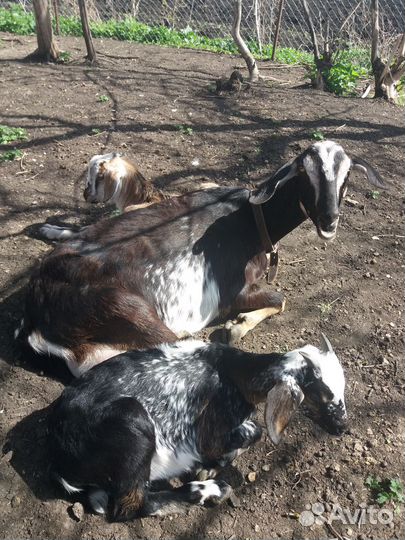 Козий сыр, творог, молоко, жир