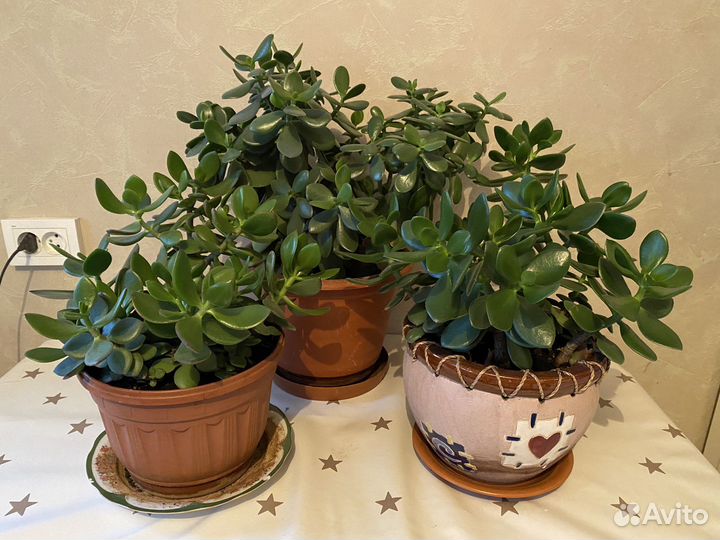 Толстянка или денежное дерево