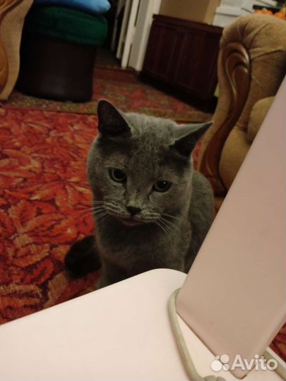 Британец) вязка