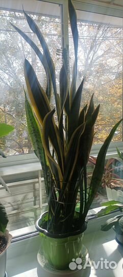 Сансевиерия