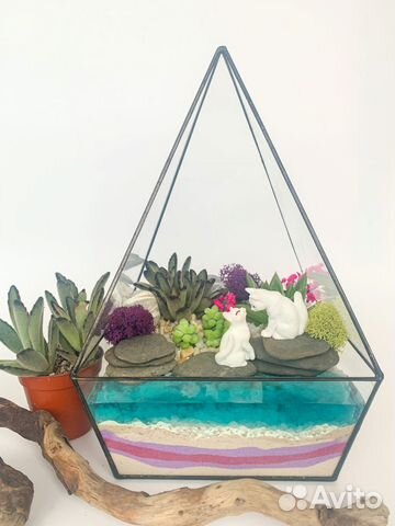 Флорариум суккуленты