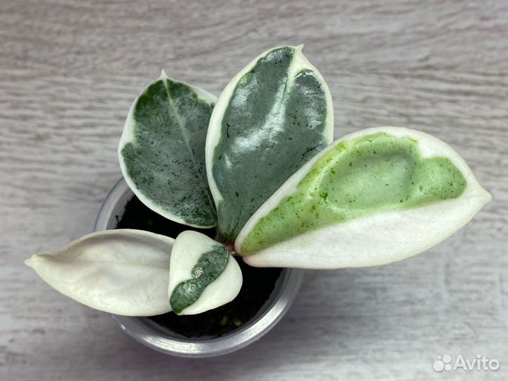 Хойя Аргентия Пикта в активном росте