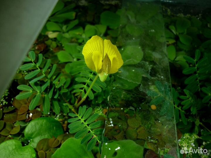 Аквариумные растения (есть плавающие)