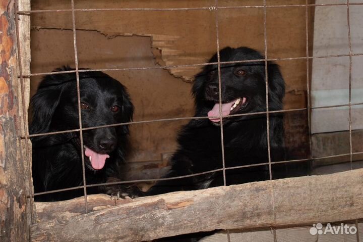 Помогите спасти собак