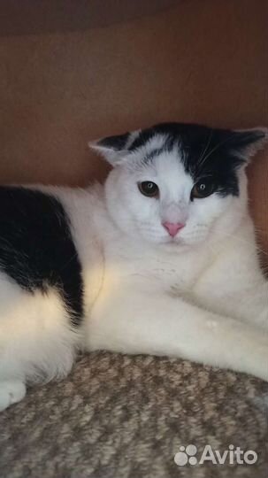 Кошки стерилизованные