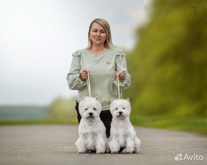Щенки вест хайленд вайт терьер москва