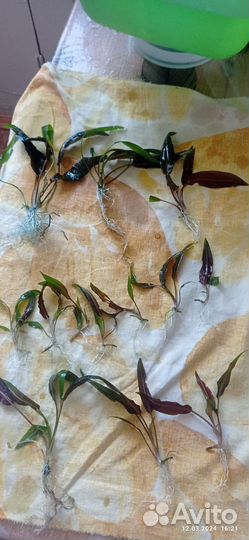 Аквариумные растения, криптокарина