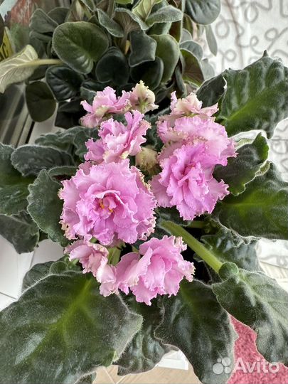 Фиалка сортовая