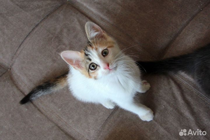 Котята