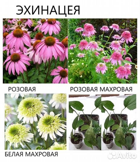 Многолетние садовые цветы