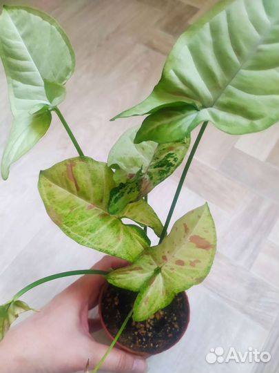 Сингониумы