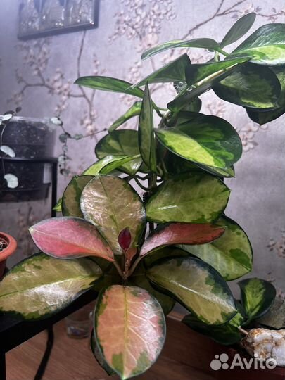 Хойи разные