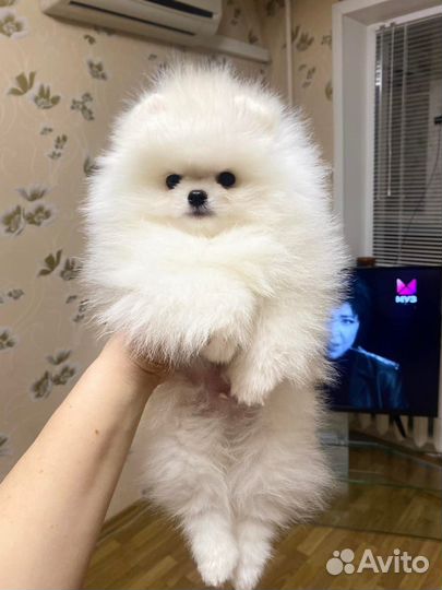 Померанский шпиц белый - Вязка. Продажа его щенков