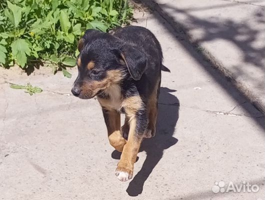 Отдам бесплатно щенки