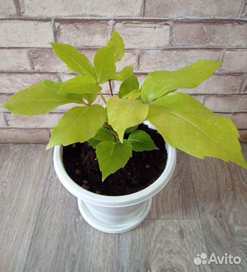 Шеффлера Голден Амате