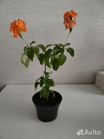 Кроссандра