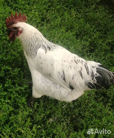 Петухи породистые