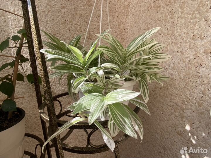 Традесканция альбифлора