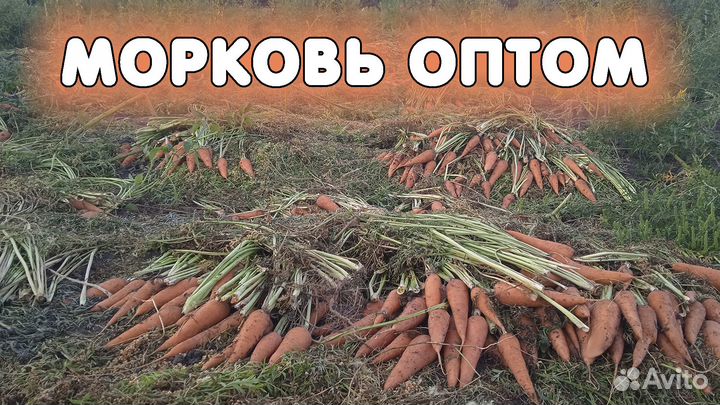 Морковь Оптом. Сорт Кордоба. Краснодар