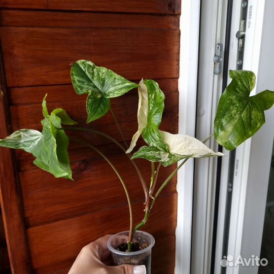 Сортовые сингониумы