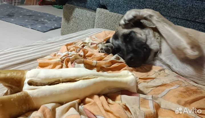 Передержка собак в частном доме