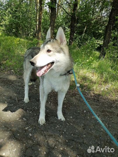 Собака Хася в добрые руки