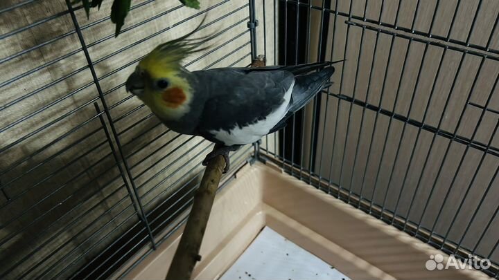 Попугай корелла мальчик