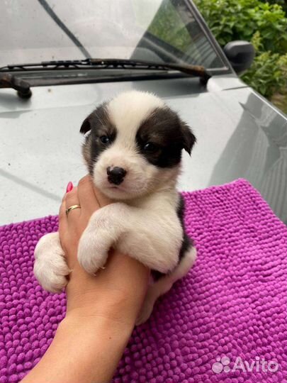 Щенки хаски