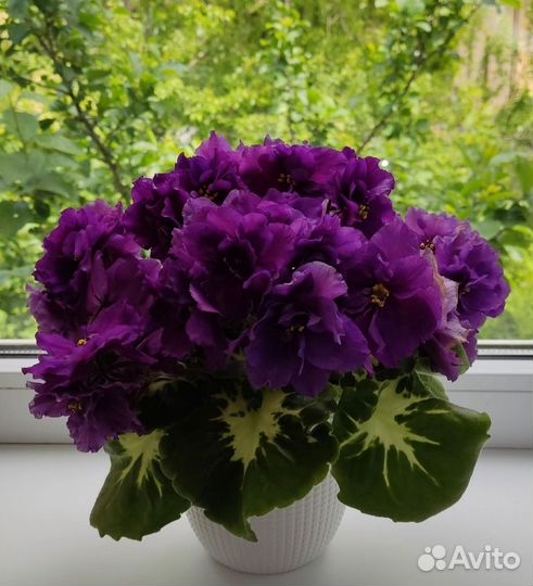 Фиалки сортовые коллекционные