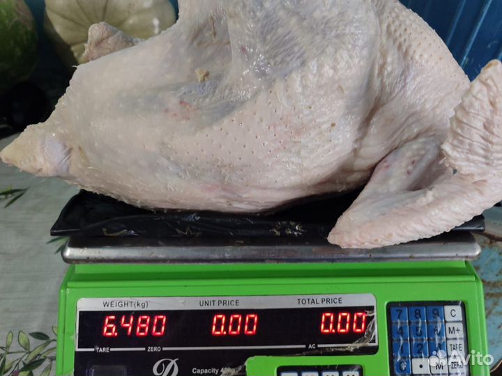 Мясо индейки вирошений полевых условия c выпас