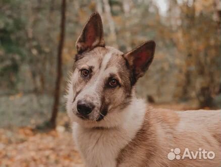 Ждет с трепетом и надеждой