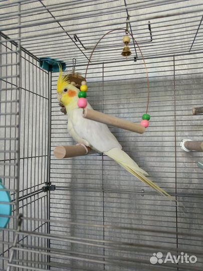 Попугай корелла с клеткой