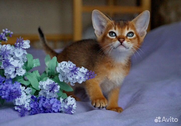 Абиссинские котята с документами