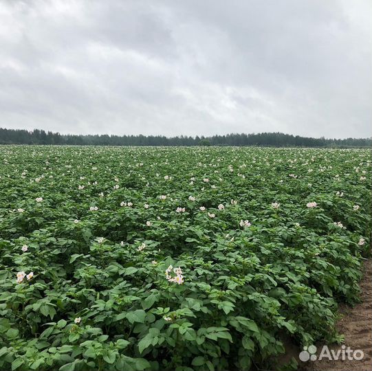 Разнорабочий, Вологда, Вологодская обл
