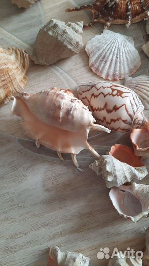 Морские ракушки раковины