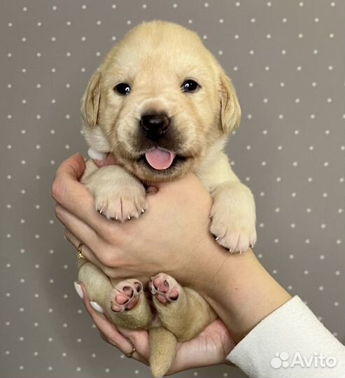 Щенки лабрадора